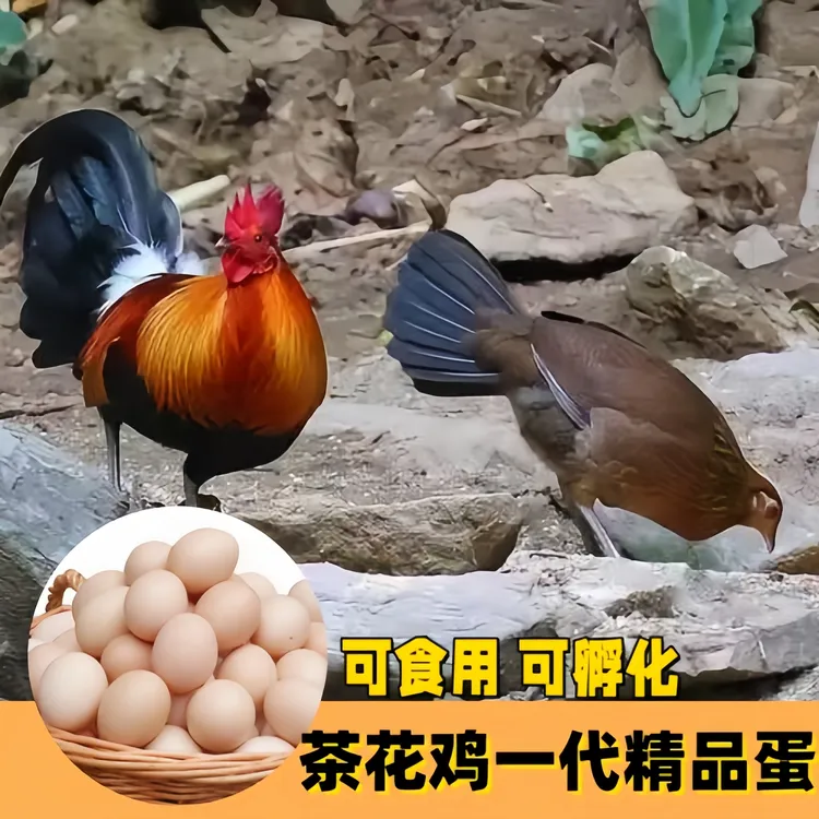 茶花鸡一代精品蛋新鲜现捡可食用可孵化纯粮喂养10枚 45-50g