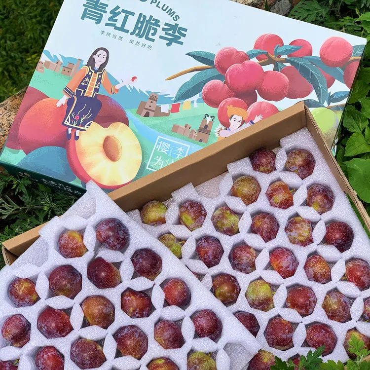 【红脆李】阿坝小王子汶川高原青红脆李2500g/5斤装礼盒李子