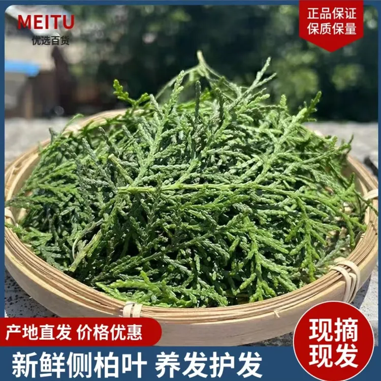 新鲜现摘侧柏叶扁柏叶泡酒熏腊肉柏树叶草本洗发养发洗头