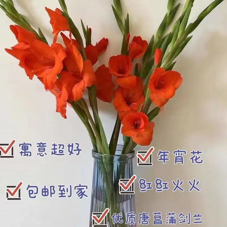 新年红唐菖蒲剑兰鲜花基地新鲜直发鲜切花年宵花室内水养节节高升