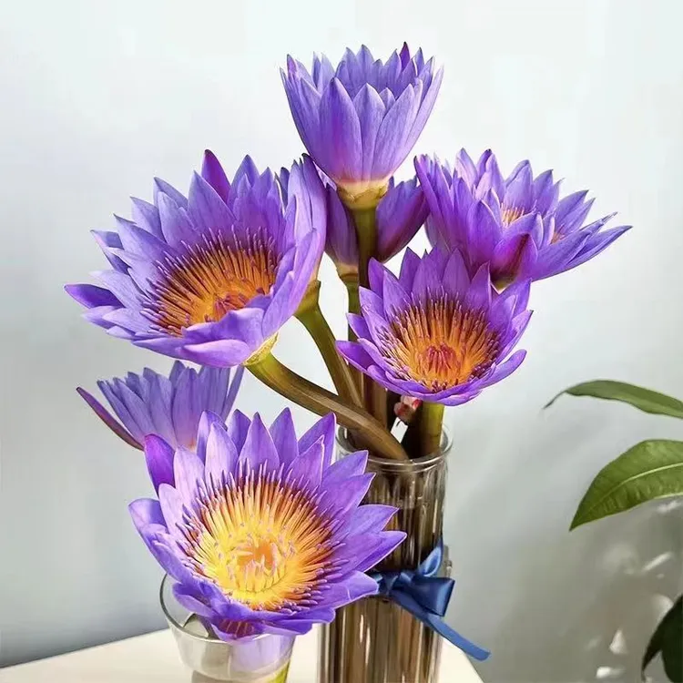 【直播鲜花】紫色睡莲新鲜--广州新鲜基地直发--【养护必须按教程做】