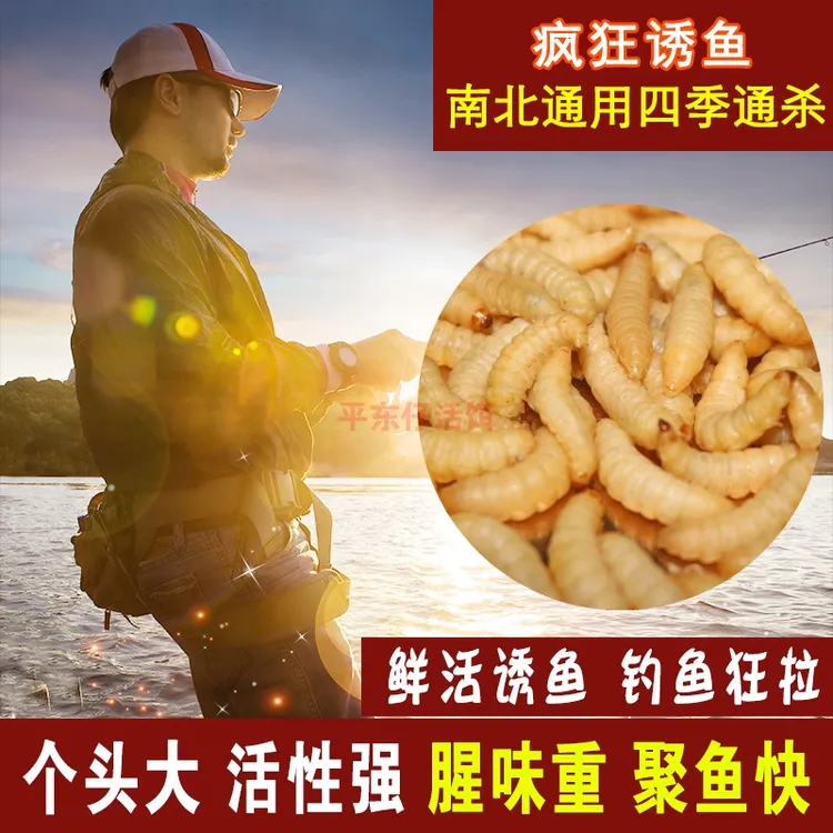 包邮玉米虫活体葡萄蜜虫大蜡螟密虫鸟食钓鱼饵蜜袋仓鼠乌龟宠物粮