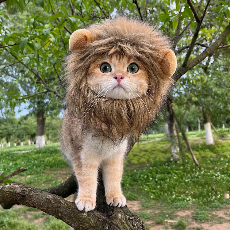 网红宠物头套猫咪狮子小熊头套辛巴猫猫毛绒帽子可爱生日头饰装扮