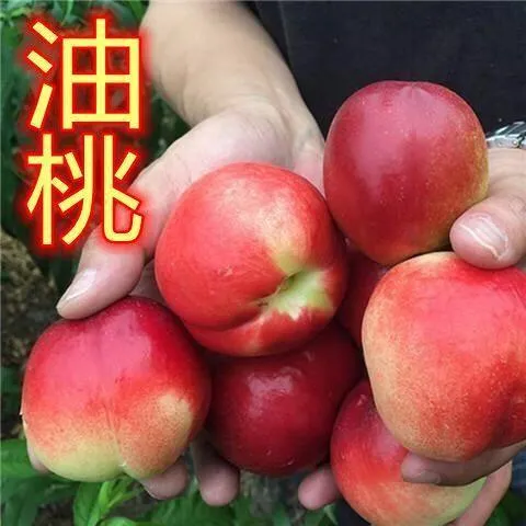 油桃树苗嫁接新品种桃树树苗庭院桃树苗南北方盆栽地栽【买1送2】