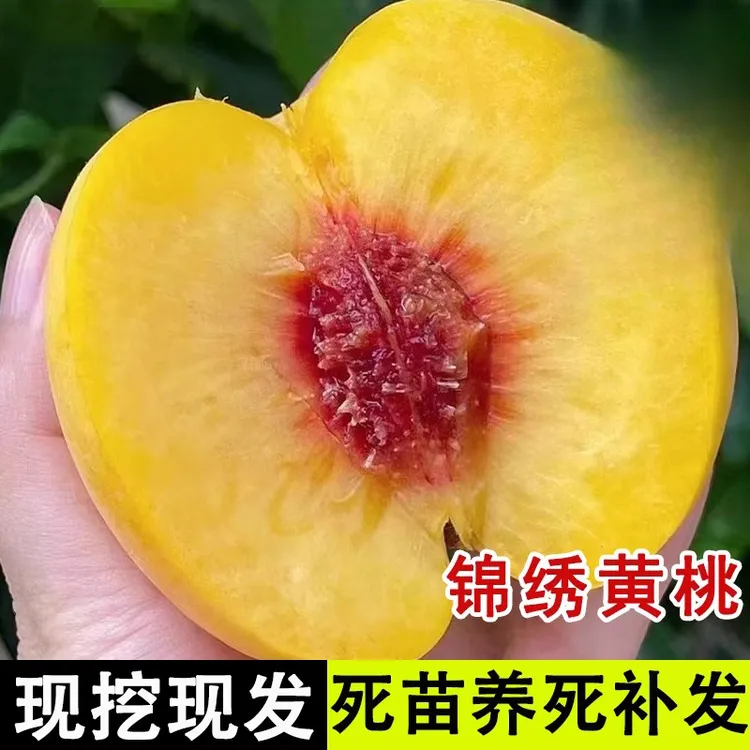 【买1送2】锦绣黄桃树苗嫁接桃树苗当年结果南北方四季种植桃树苗