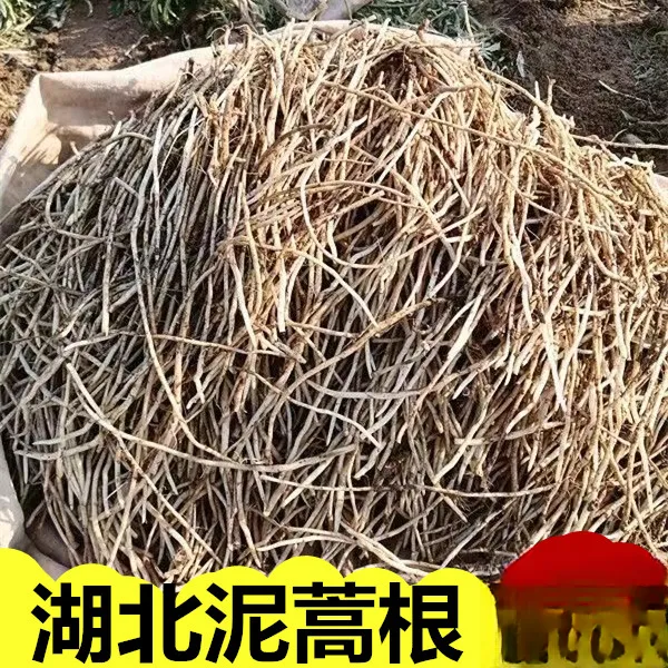 湖北特产新鲜蒿根芦蒿根蒌蒿根食用时苓蔬菜现挖现发