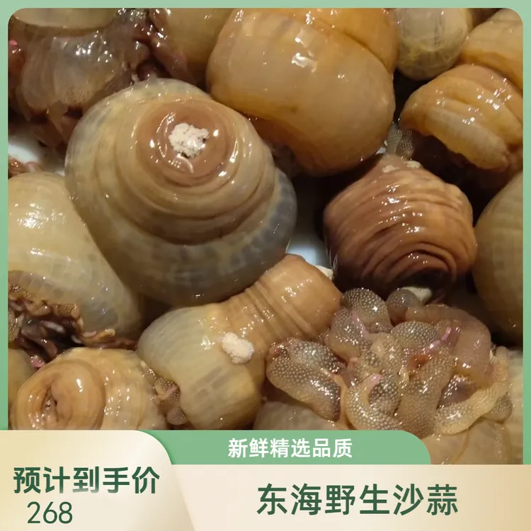 新鲜东海野生沙蒜海葵活体海鲜海腚石浦本地品质潜水员货精选2斤