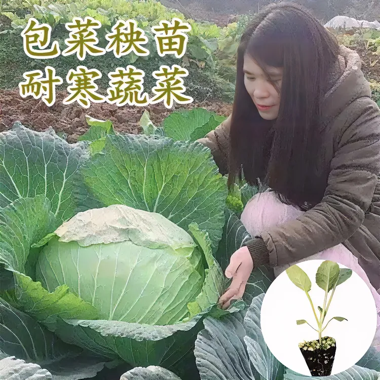 包菜苗秧苗耐寒苗培植甘蓝菜育苗莲花白卷心菜培植活苗高产蔬菜苗