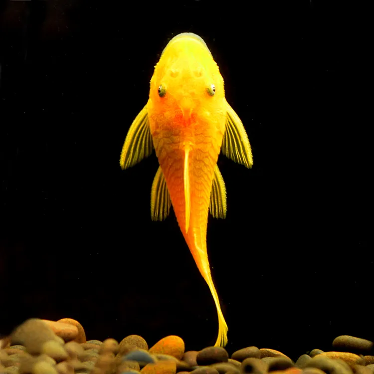 黄金胡子清洁鱼极火虾樱花虾除藻虾清洁虾新手可养清洁鱼缸黑壳虾