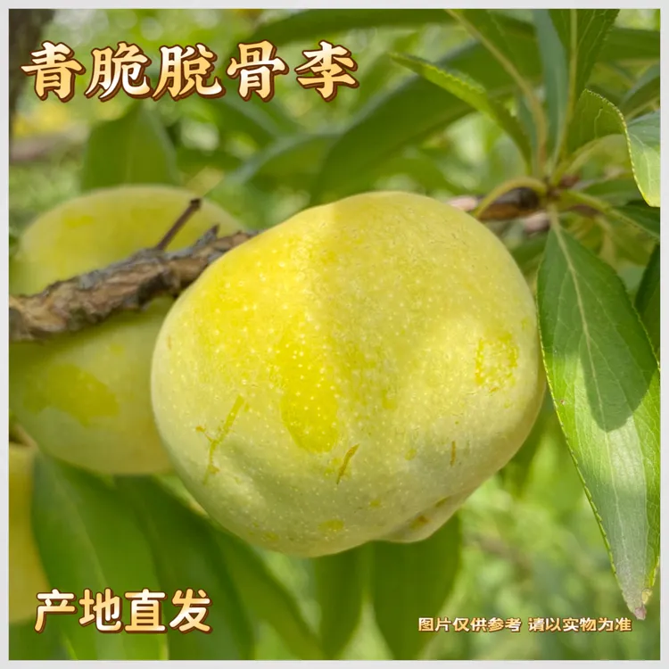 【坏果包赔】贵州青脆脱骨李脆甜多汁产地直发