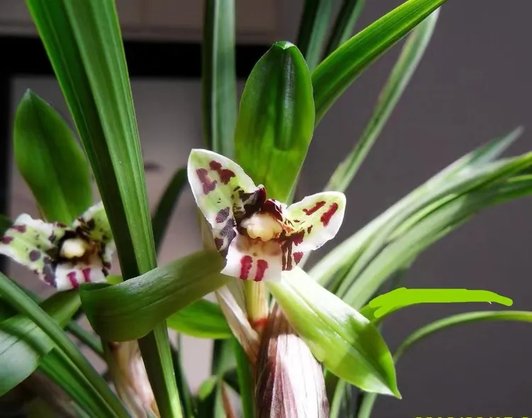 老品种 春兰(老蕊蝶) 盆栽绿植名贵浓香兰花矮春兰细叶奇花