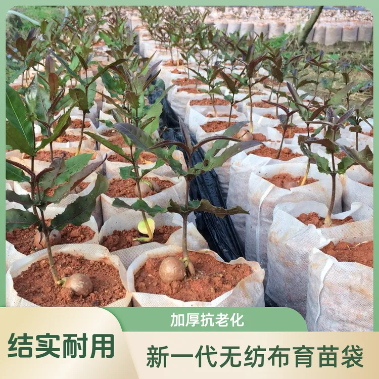 无纺布育苗袋园林种植树袋加厚育苗杯苗圃花盆营养袋育苗盘美植袋