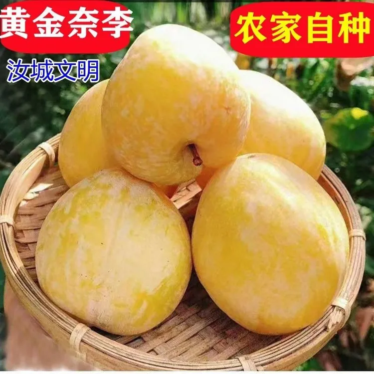 正宗汝城文明黄金奈产地直发脆甜多汁应季新鲜现摘现发孕妇水果