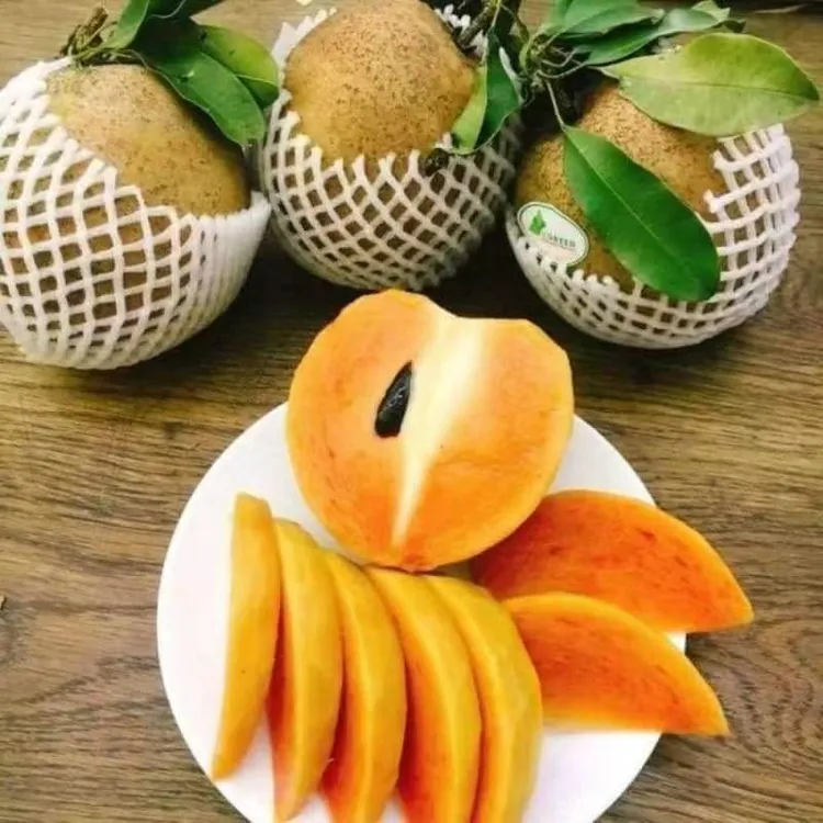 越人心果苗 大果品种 四季开花结果 纯甜蜜甜