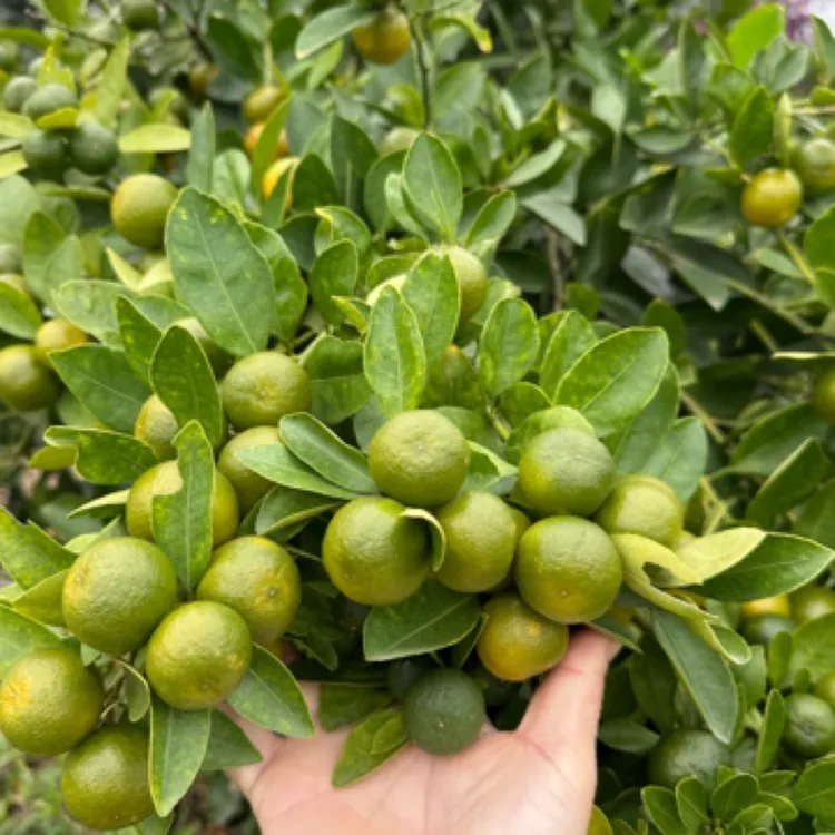 海南酸金桔苗 也叫小青柠檬 四季开花结果 奶茶店专用的小果子