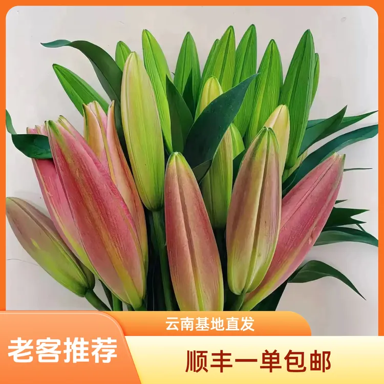 顺丰包邮A级云南香水百合索尔邦西伯利亚黄天霸星光粉红黄白百合