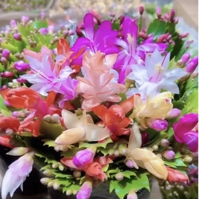 【精品】多色蟹爪兰带花苞发货大苗花卉绿植好植物室内盆栽四季开花