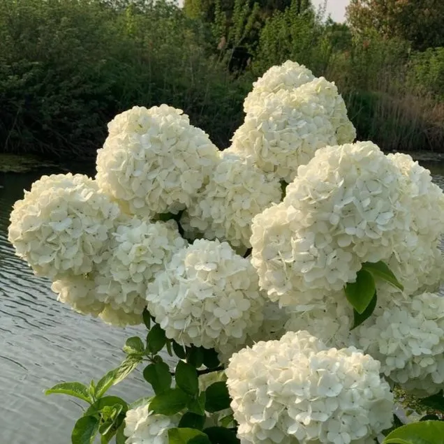 中华木绣球斗球花苗耐寒易养护