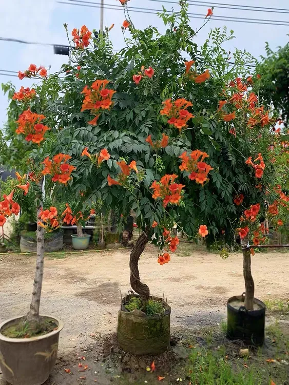 美国凌霄花苗爬藤植物庭院围墙耐寒花卉盆栽地栽老桩四季开花好养