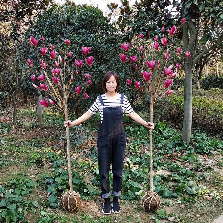 玉兰树苗红玉兰紫玉兰南北方耐寒花卉植物庭院工厂浓香型四季栽培