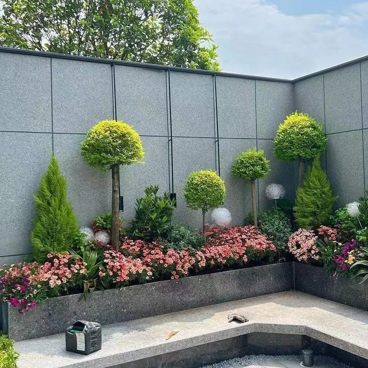 川滇蜡树金叶亮晶女贞棒棒糖树苗别野庭院造型盆栽观叶植物绿植