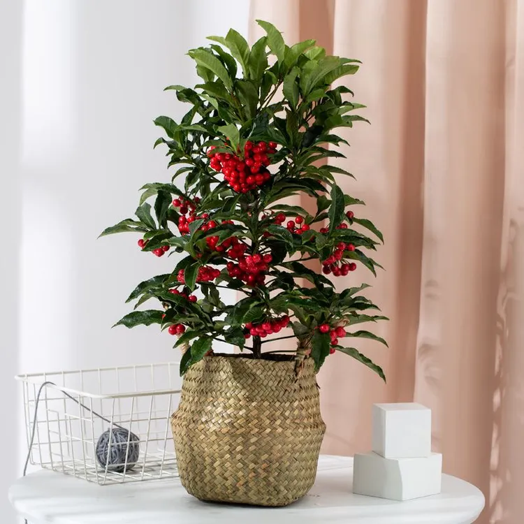 富贵籽盆栽金玉满堂室内耐寒花卉红凉伞黄金万两年宵花卉喜庆带果