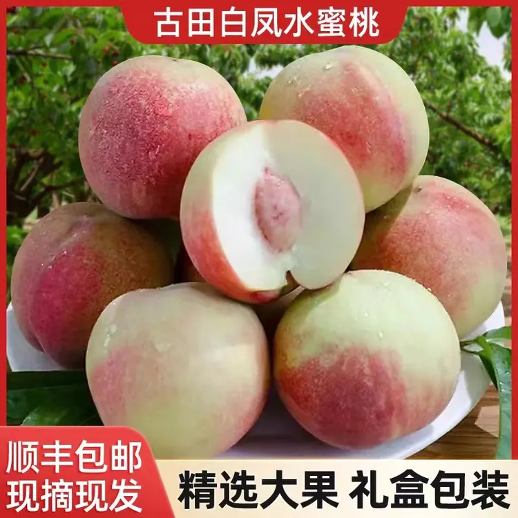 正宗古田朝霞白凤桃水蜜桃脆甜桃子应季孕妇新鲜礼盒装5-10斤