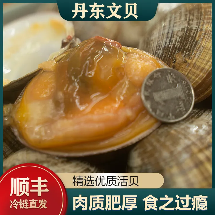 丹东东港本地文贝肉满个大嘎嘎肥