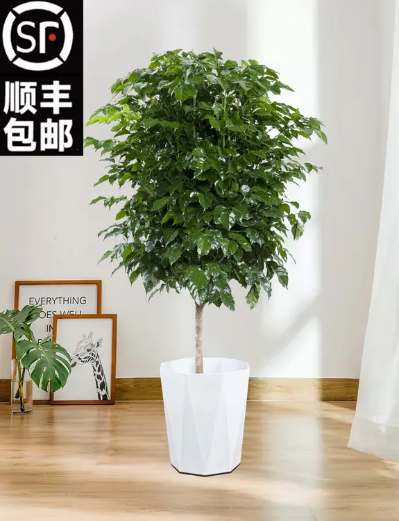 【顺丰包邮】1.3-1.5米棒棒糖幸福树室内落地净化空气网红植物好养