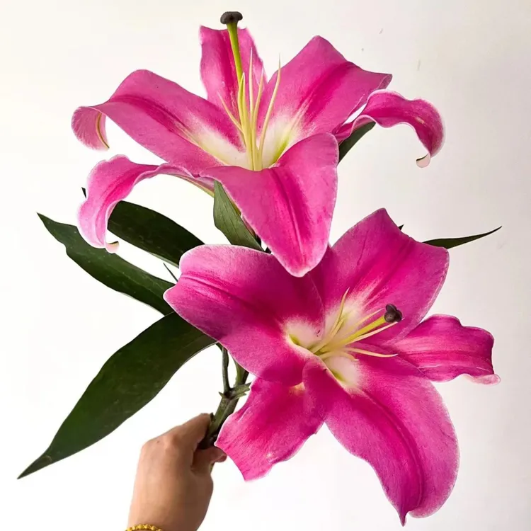 云南昆明基地直发红色系生活香水百合家庭插花新鲜漂亮水养鲜花