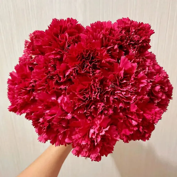 【新鲜】康乃馨云南基地直发鲜花水养鲜切花插花送母亲节日礼物套餐