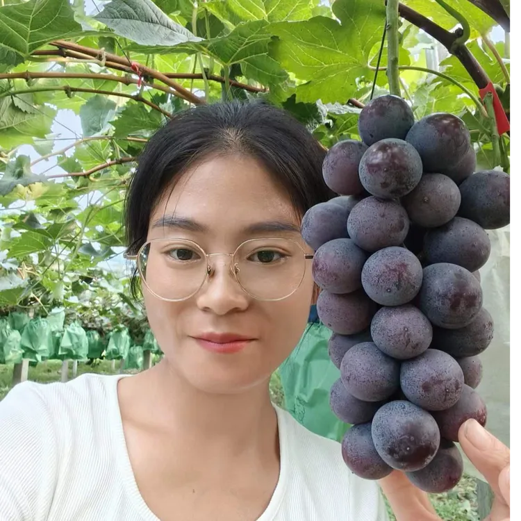 新品种黑皇葡萄现摘现发应季水果新鲜无籽孕妇纯甜营养丰富