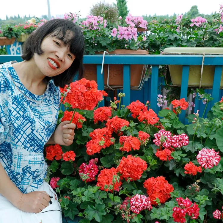 【惠惠的花园】天竺葵花苗国王大山宫15cm盆四季开花阳台花卉植物