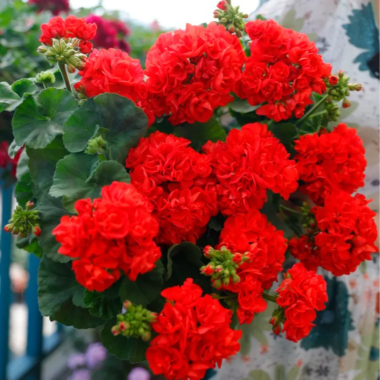 惠惠的花园直立天竺葵 公爵 勤花品种大花球四季开花阳台庭院盆栽
