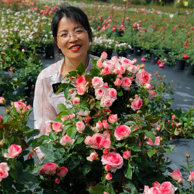 惠惠的花园灌木月季梦幻梅拉多季开花阳台庭院花卉盆栽网红植物