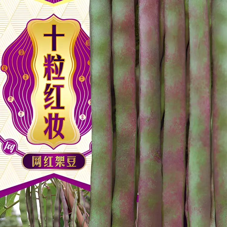 富连农十粒红妆（十粒红运）圆扁高产肉厚无筋绿高产芸豆种子