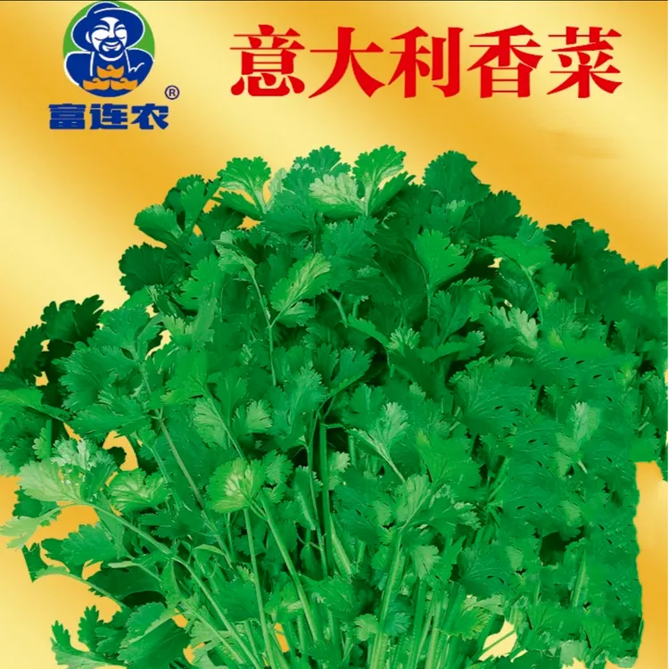 意大利大叶香菜种子