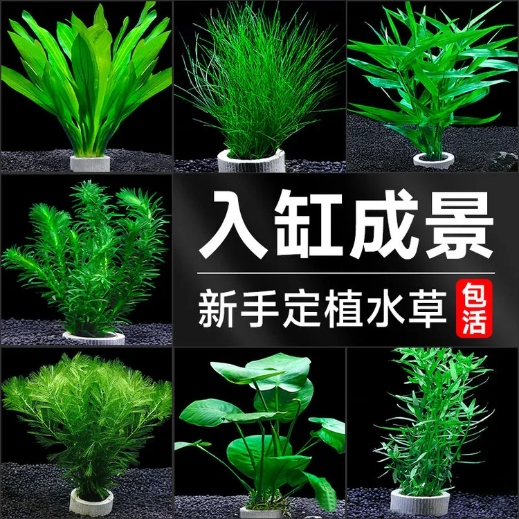 蜈蚣草水草植物养龟鱼缸造景鱼草缸净化绿植新手养鱼绿菊景草定植