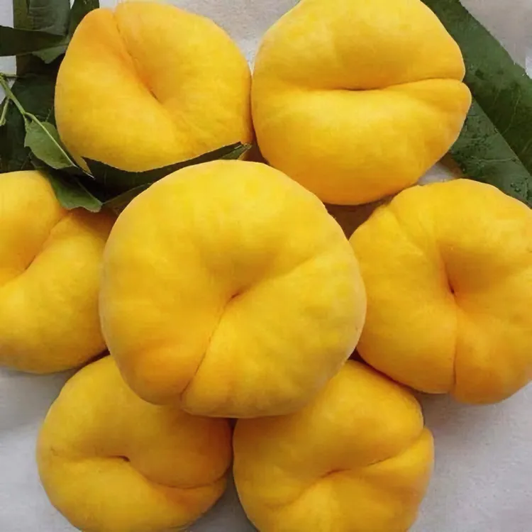 十里飘香4棵毛蟠树苗 七月底成熟 平均单果300克以上 