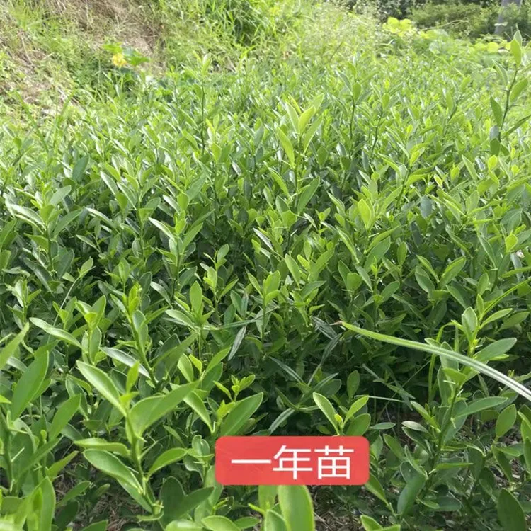 福豆迎客松迷迭香夹竹桃小苗绿植室内外地栽盆栽好成活开花结果