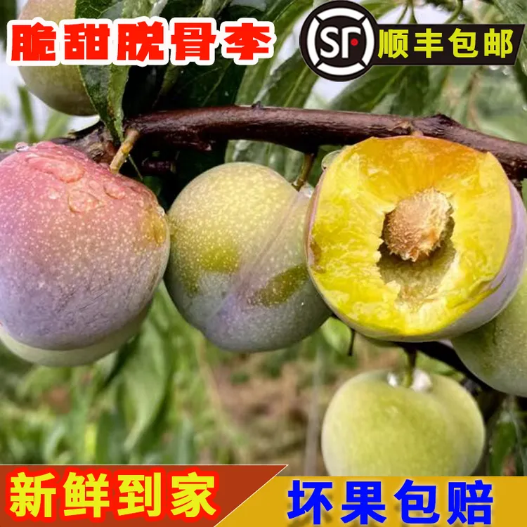 【顺丰包邮】四川脆甜脱骨茵红李半边红李子新鲜采摘多汁爽口坏包赔