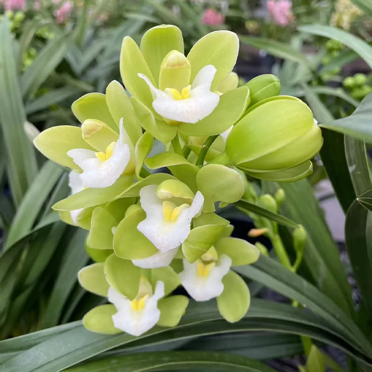 青苹果香兰 兰花带花箭花苞 桌面花带清香 浅绿色花瓣 带盆带土