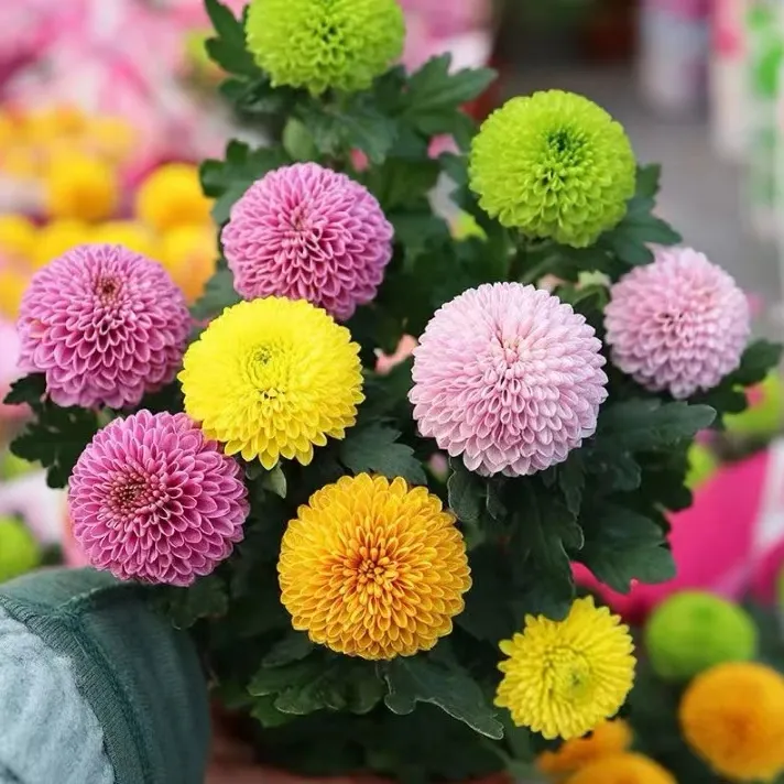 【城南】全色乒乓菊盆栽地栽四季开花产地直发美人菊糖果菊多色