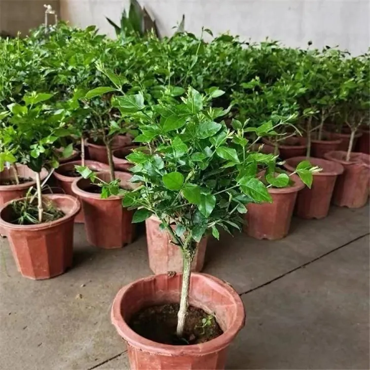 【城南】笔尖茉莉单瓣重瓣独杆棒棒糖菊花绿植盆栽室内阳台老桩