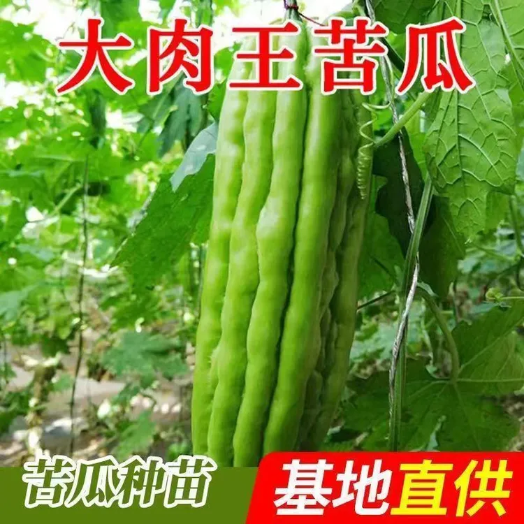正品长绿苦瓜苗四季正宗抗病春季疙瘩阳台蔬菜苗大全秧苗苦瓜秧苗