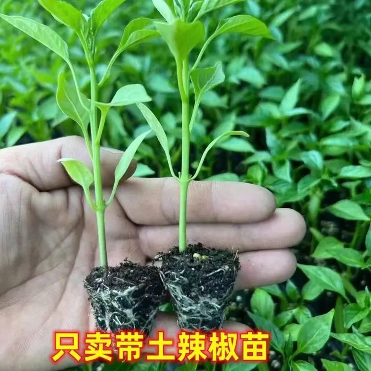 辣椒苗高产辣椒苗螺丝椒朝天椒薄皮椒带土发秧苗种浇水种植春季