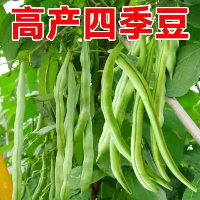 高产无架搭架四季豆苗长豇豆苗豆角苗秧苗地栽盆栽庭院种植收获
