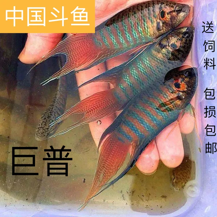 中国活体养鱼冷水活鱼混养盘皮鱼淡水鱼童年回忆好养活无需打氧