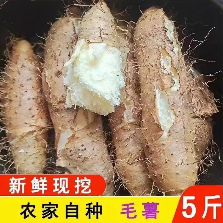 【毛薯】广东阳春新鲜毛薯中大果甜薯现挖 5 斤散装农户直产现发
