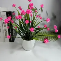 高颜值兰花球根室内盆栽花卉绿植当年开花好养易存活客厅庭院